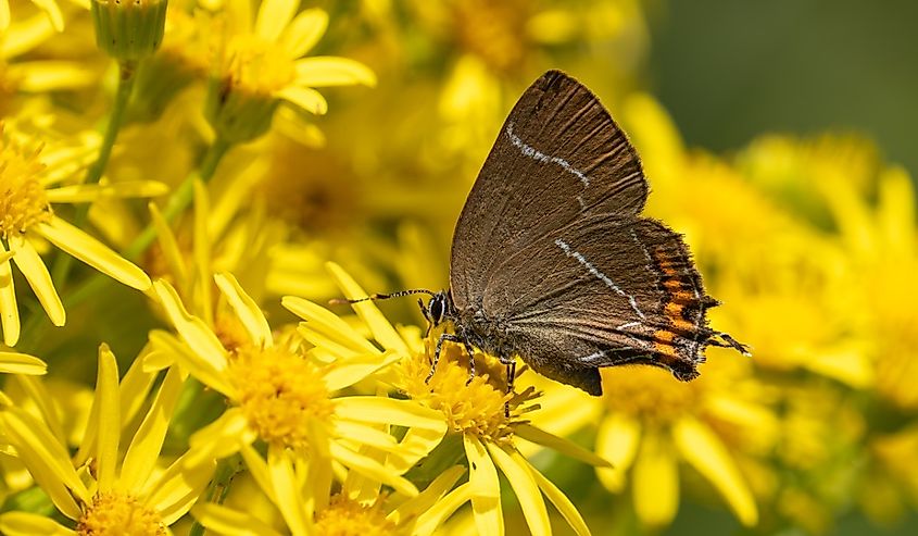 White-letter Hairstreak Feeding on Ragwort.