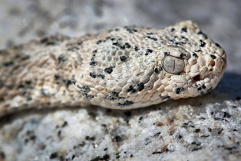 Detail on the head of the Southwestern speckled rattlesnake.