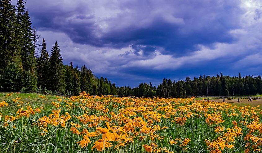Flowers in Hannagan Meadow in eastern Arizona 