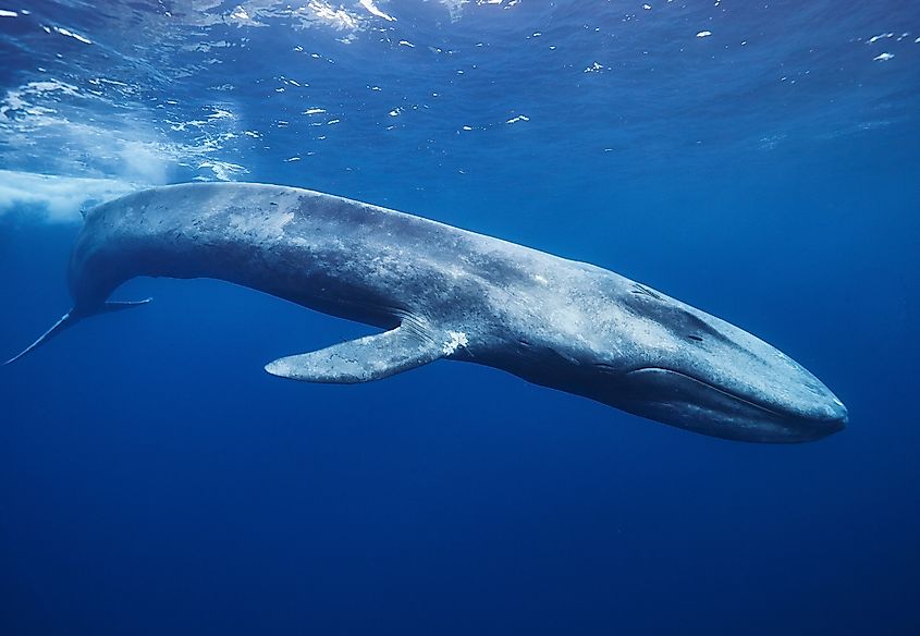 Blue whale. 