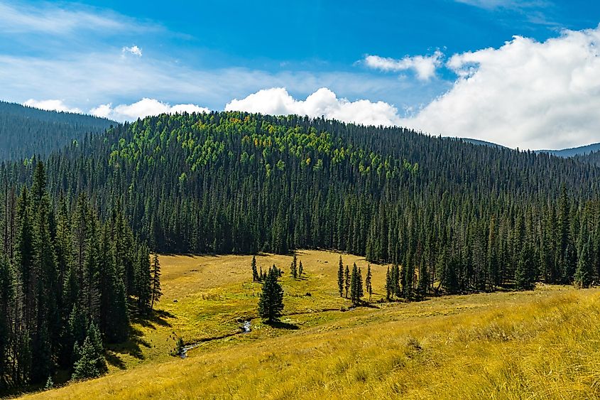 The meadows of Mount Baldy near Springville, Arizona.