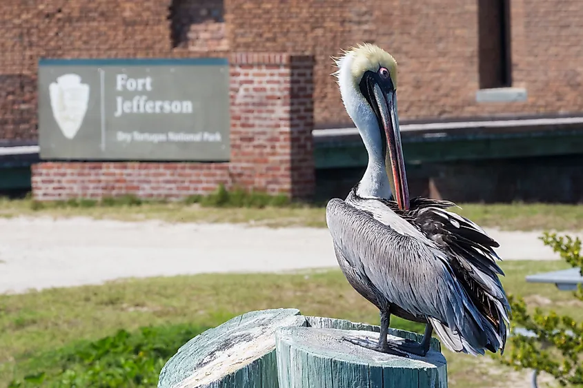 A wild brown pelican poses in front of the sign to Fort Jefferson in Dry Tortugas National Park.