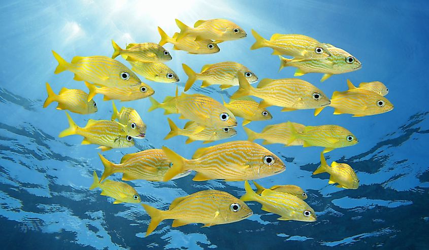 School of tropical fish, French grunt, with sunlight through water surface, Caribbean sea