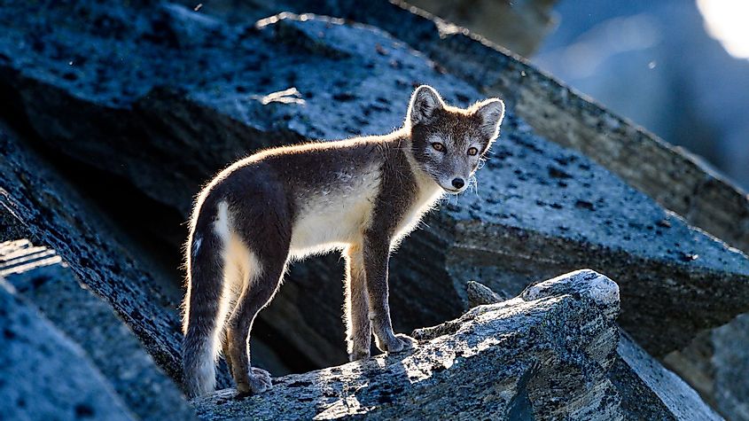 Wild Arctic Fox in Dovre Mountains, Norway