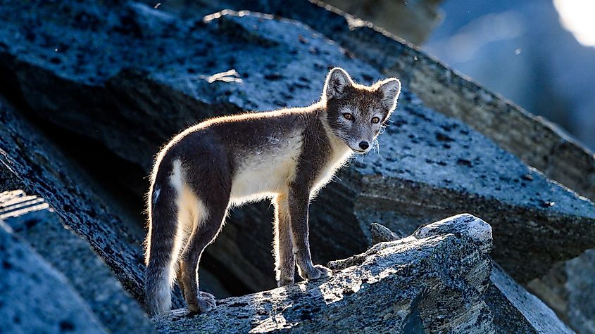 Wild Arctic Fox in Dovre Mountains, Norway