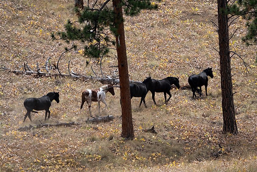 Wild horses roam free on Wild Horse Island.