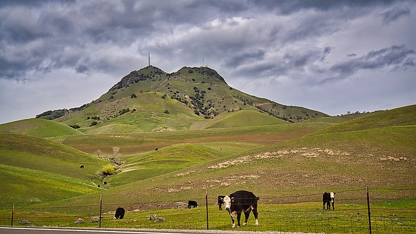 Cows Grazing in Meadows at Sutter Buttes in California Central Valley.