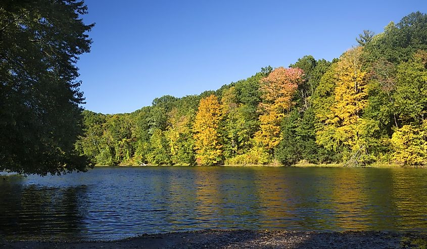 Colorful fall foliage and along shoreline of Westfield River on a sunny day in Robinson State Park, Massachusetts.