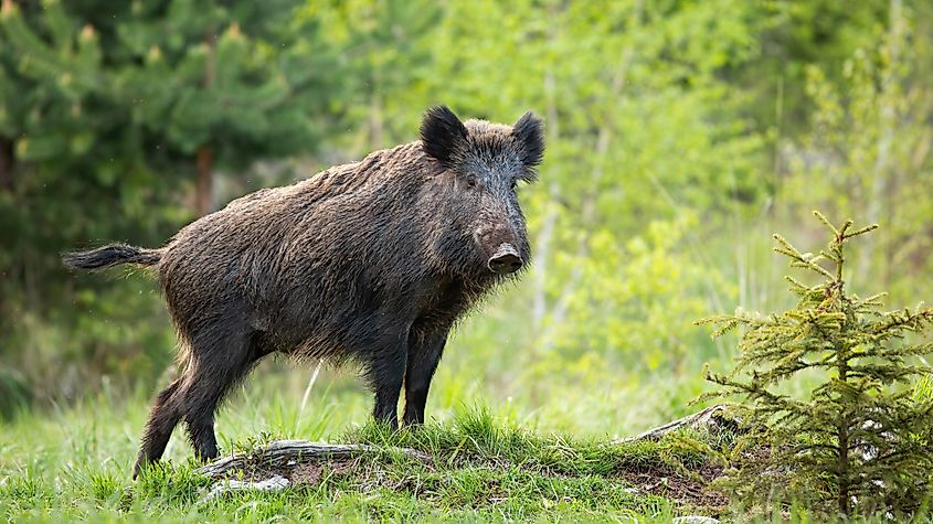 Dominant wild boar, displaying on a hill near little spruce tree.