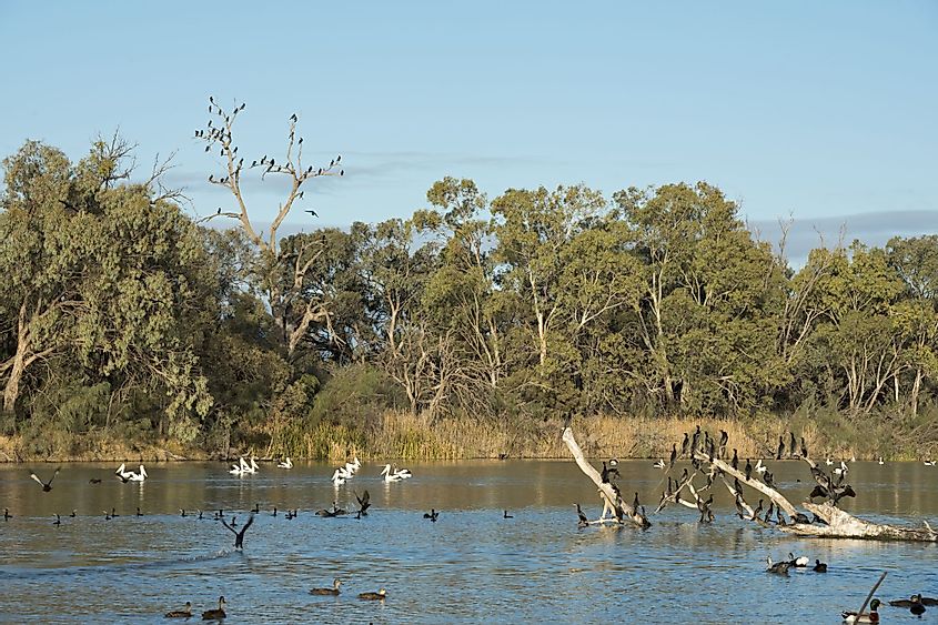 Avian fauna in Darling River
