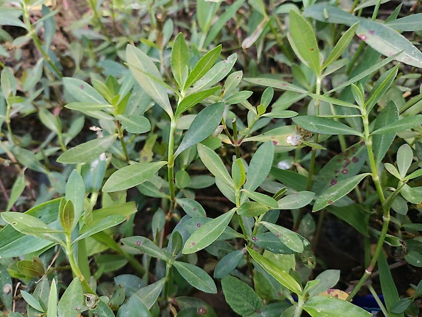 Portrait of Alternanthera philoxeroides.