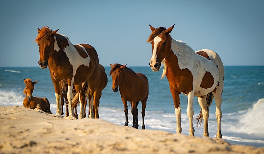 Assateague Island Wild Horses on Beach