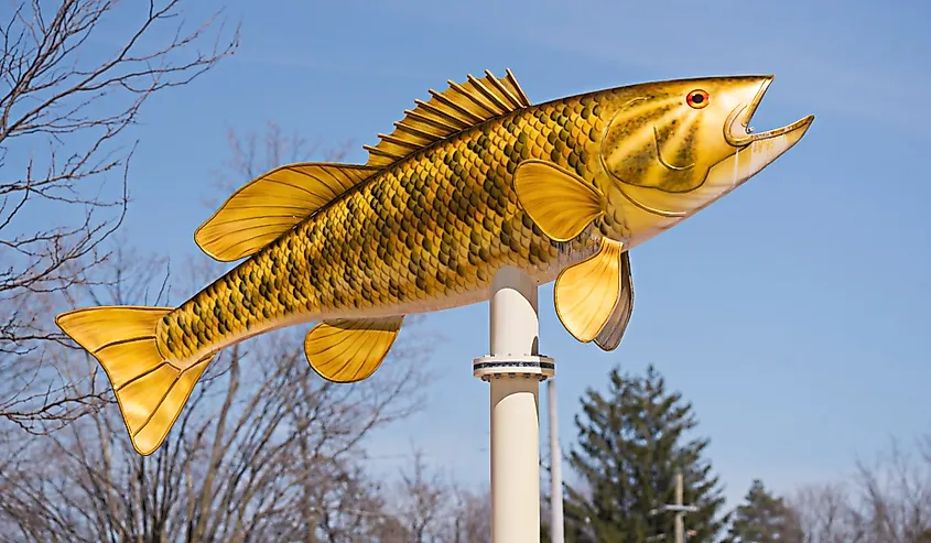 Golden Fish in Acton, Ontario.