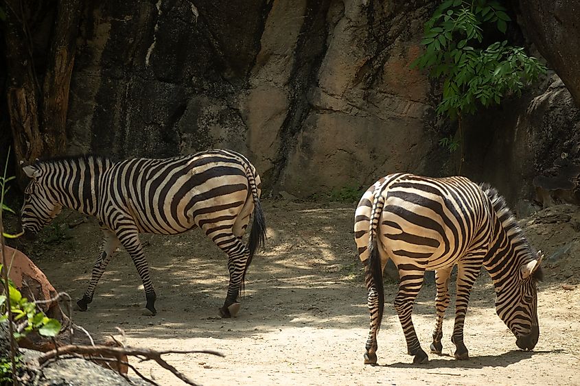 Maryland Zoo