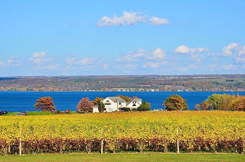 Ovid, New York, US-October 23, 2020 Gorgeous lake view with autumn golden color vineyard, at the western shore of Cayuga Lake in Finger Lakes region of New York. Thirsty Owl Wine Company.