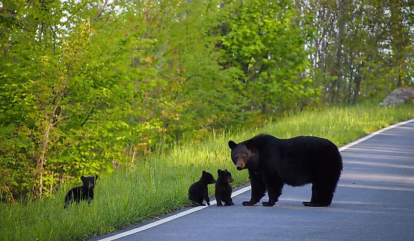 Mother bear and her cubs, Shenandoah National Park