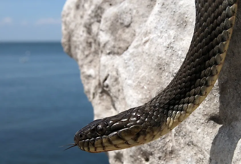 Lake Erie Watersnake (Nerodia sipedon insularum)
