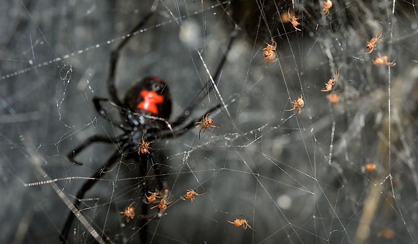 Southern Black Widow spider babies climbing on their web, with their mother guarding them farther behind