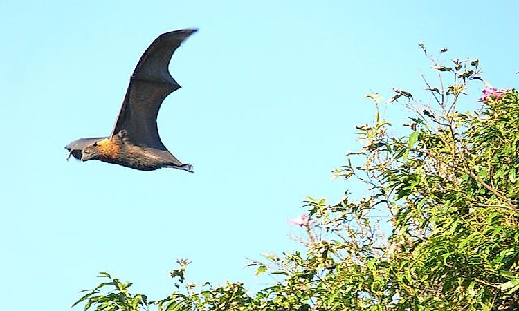 Flying And Gliding Mammals From Around The World - WorldAtlas Flying And Gliding Mammals From Around The World - WorldAtlas