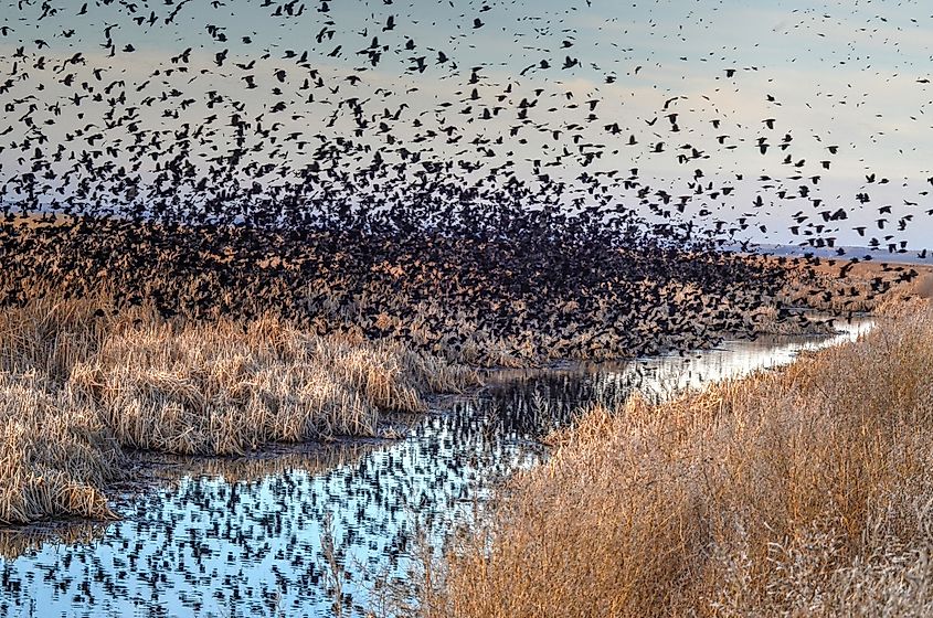 Cheyenne Bottoms Wildlife Area