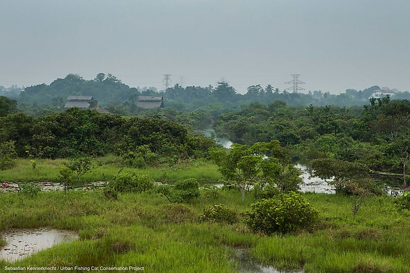 Sri Lanka Fishing cat habitat