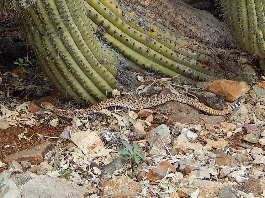 Side view of a baby Western Diamondback rattlesnake