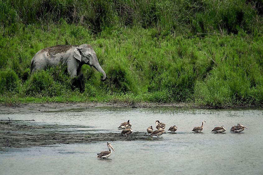 Brahmaputra River wildlife