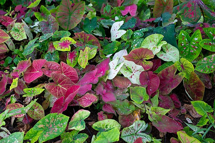 View of the Angel's wings plant's leaves