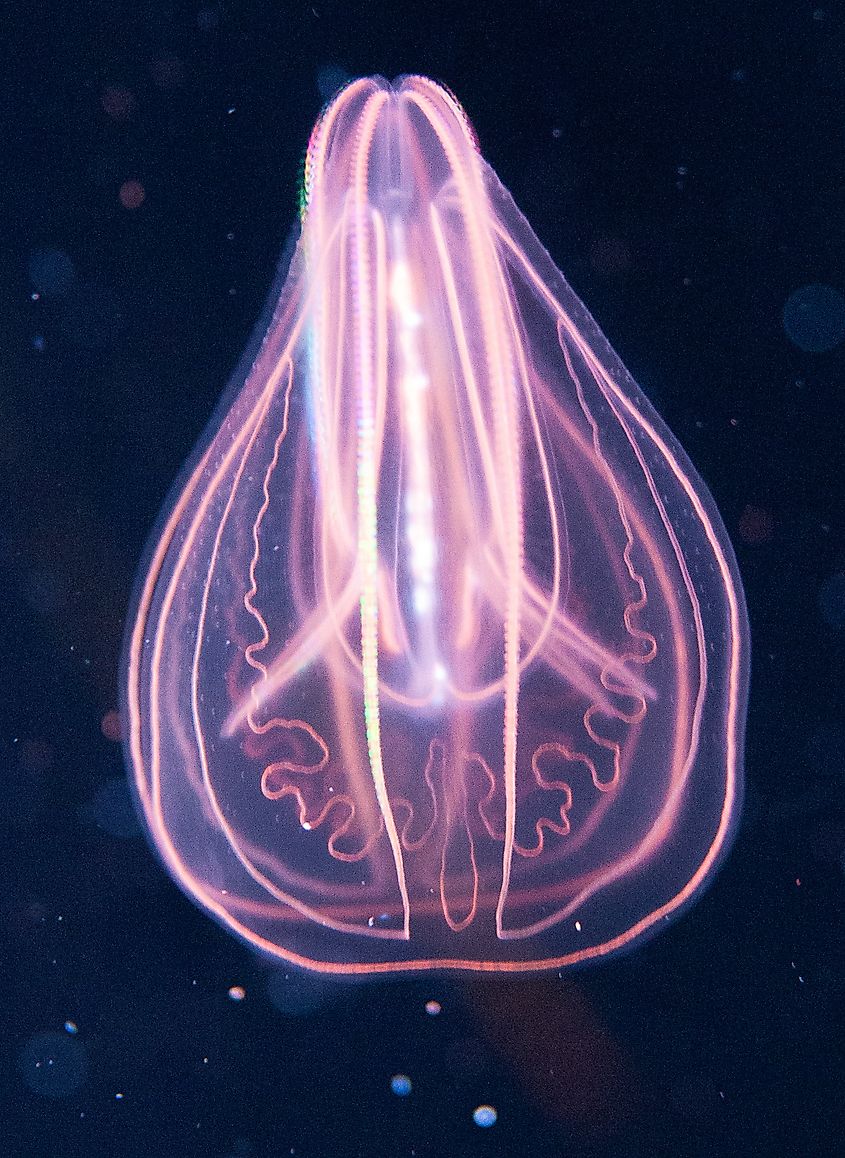 Comb jelly