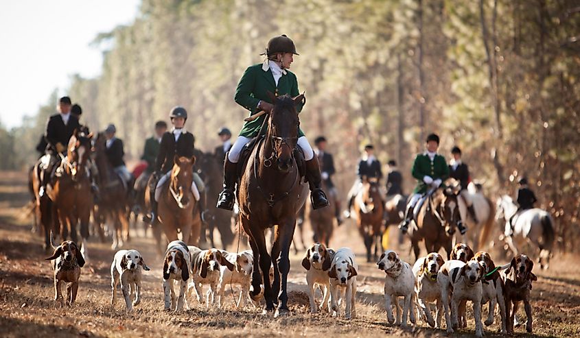 Foxhunters and hounds in the Hitchcock Woods