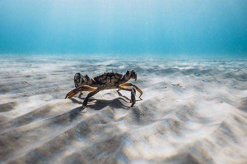 Wild crab walking on sandy seabed underwater in clear blue ocean.