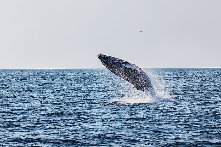 A humback whale in the sea.