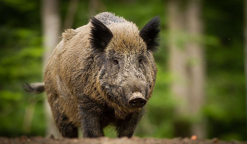 Wild boar in forest