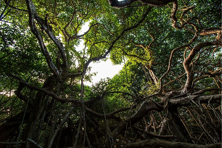 The interior of the Great Banyan tree in the Acharya Jagadish Chandra Bose Indian Botanic Garden, West Bengal.
