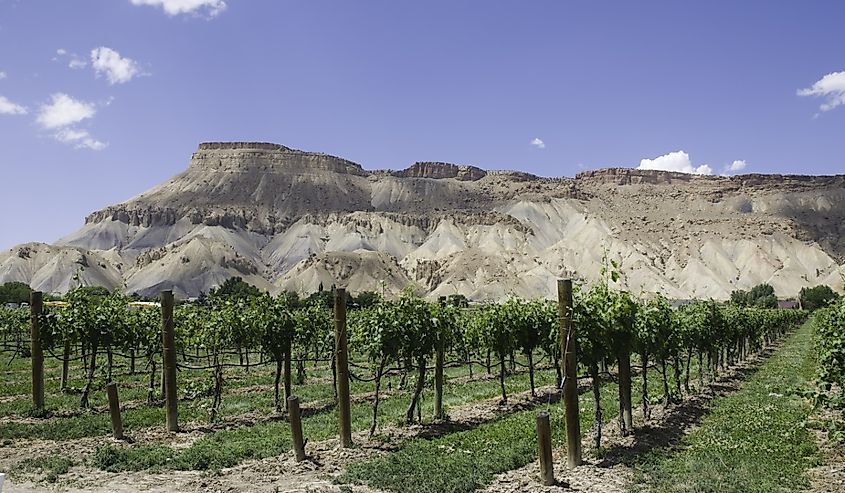 Mt. Garfield and a vineyard on east orchard mesa near Palisade, Colorado