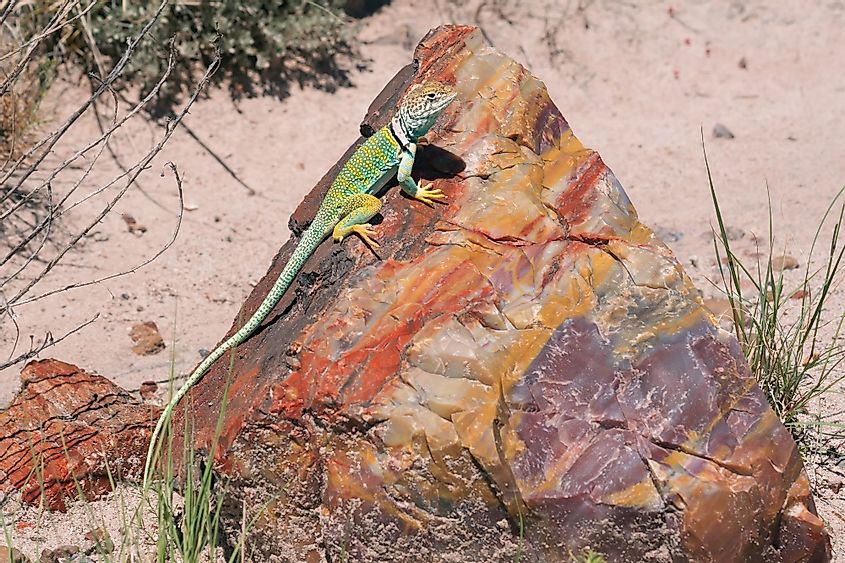 Eastern Collared Lizard on a piece of petrified rainbow wood in Petrified Forest National Park, Arizona