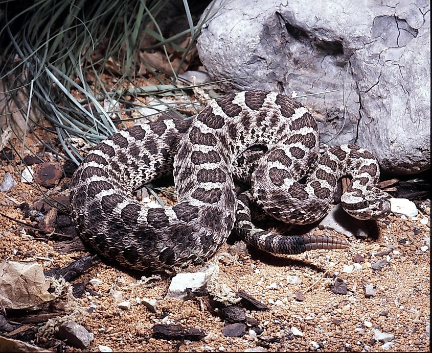 Eastern Massasauga is a small representative of the rattlesnake family.