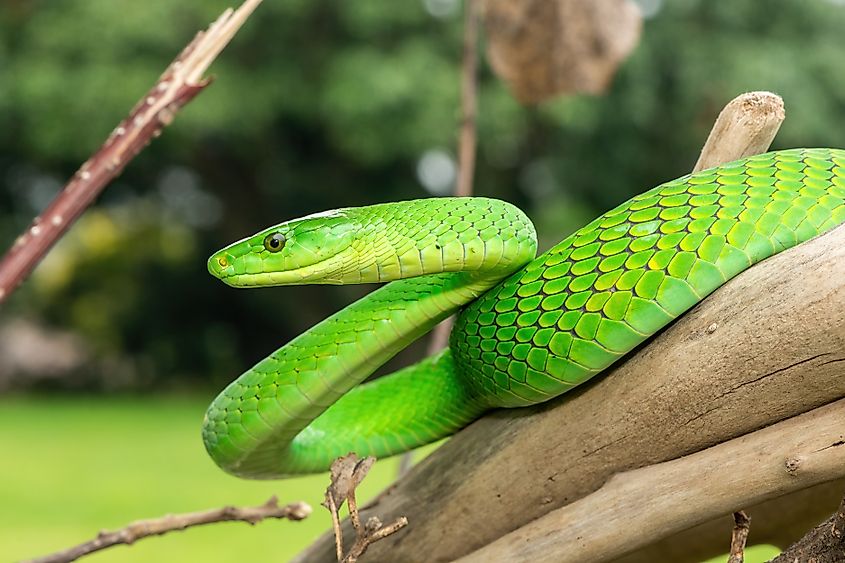 An Eastern green mamba snake.