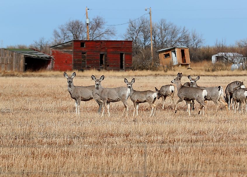 Deer in field outside Choteau MT