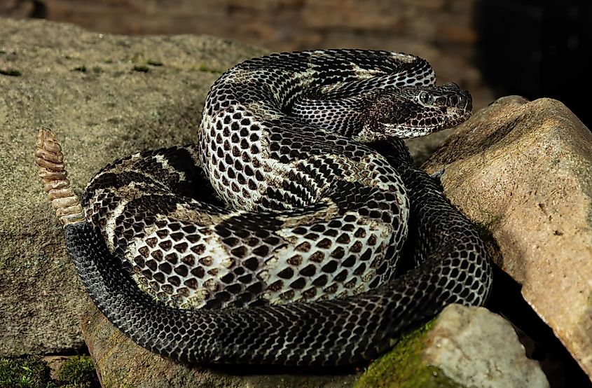 A timber rattlesnake in a striking position.