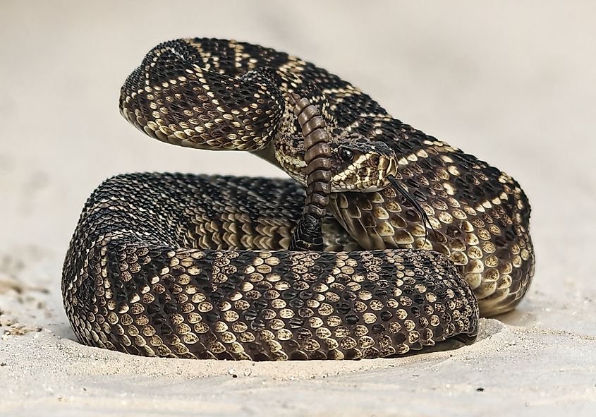 eastern diamondback rattlesnake