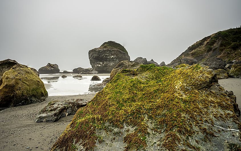 Thick Fog Hangs Over California Coast At Low Tide in Redwood National Park.