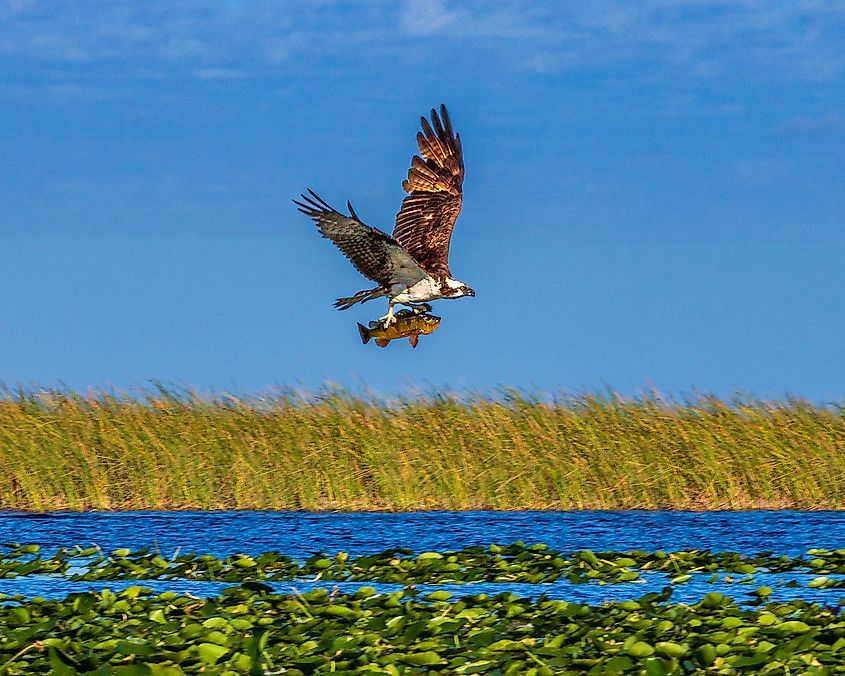 A fishing Osprey just caught a Largemouth Bass and is flying away at Everglades National Park