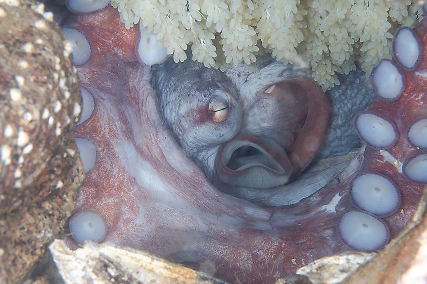 Female Giant octopus Dofleinin with eggs.
