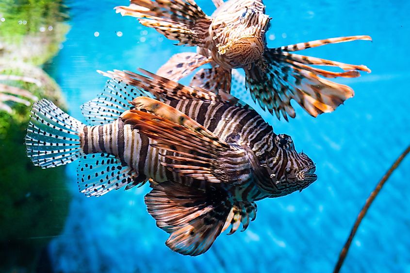 A pair of lionfish swimming together.