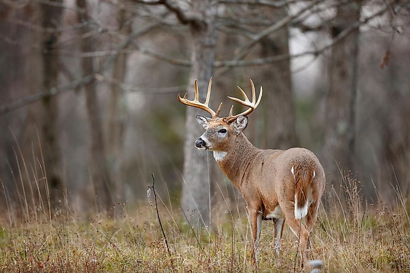 A beautiful white-tailed deer.