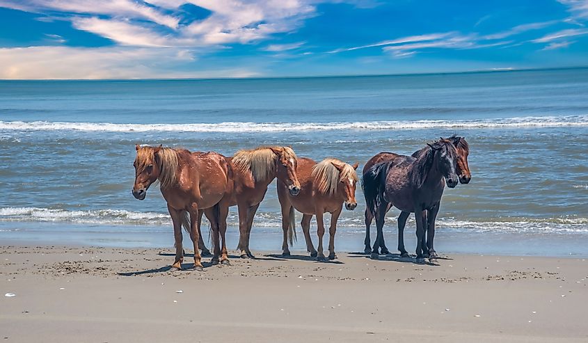 Wild horses on the beach on the Outer Banks North Carolina