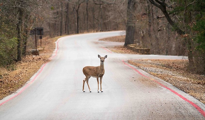 A Deer at Chickasaw National Recreation Area in Sulphur, Oklahoma