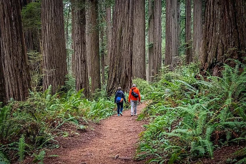 Hikers walking through the redwoods at Jedediah Smith State Park in Northern California.