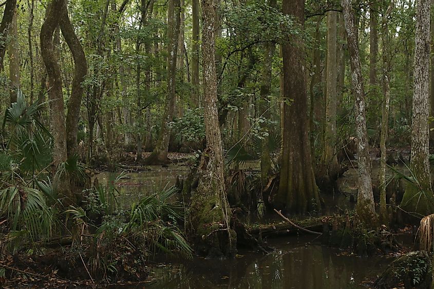 Swamp in Big Bend Wildlife Management Area, Florida